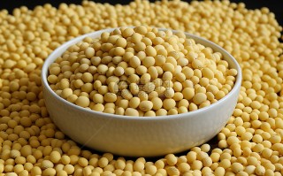 上海黄豆科技 一粒黄豆的产业突围！枣庄市城头镇让小黄豆长出科技附加值